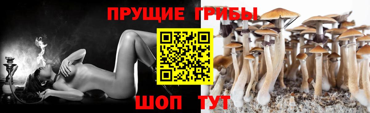Новозыбков  Галлюциногенные грибы Psilocybe  Вход с VPN 